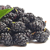 Blackberries