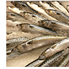 Fresh anchovies