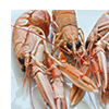 Langoustines