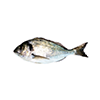 Gilt head bream